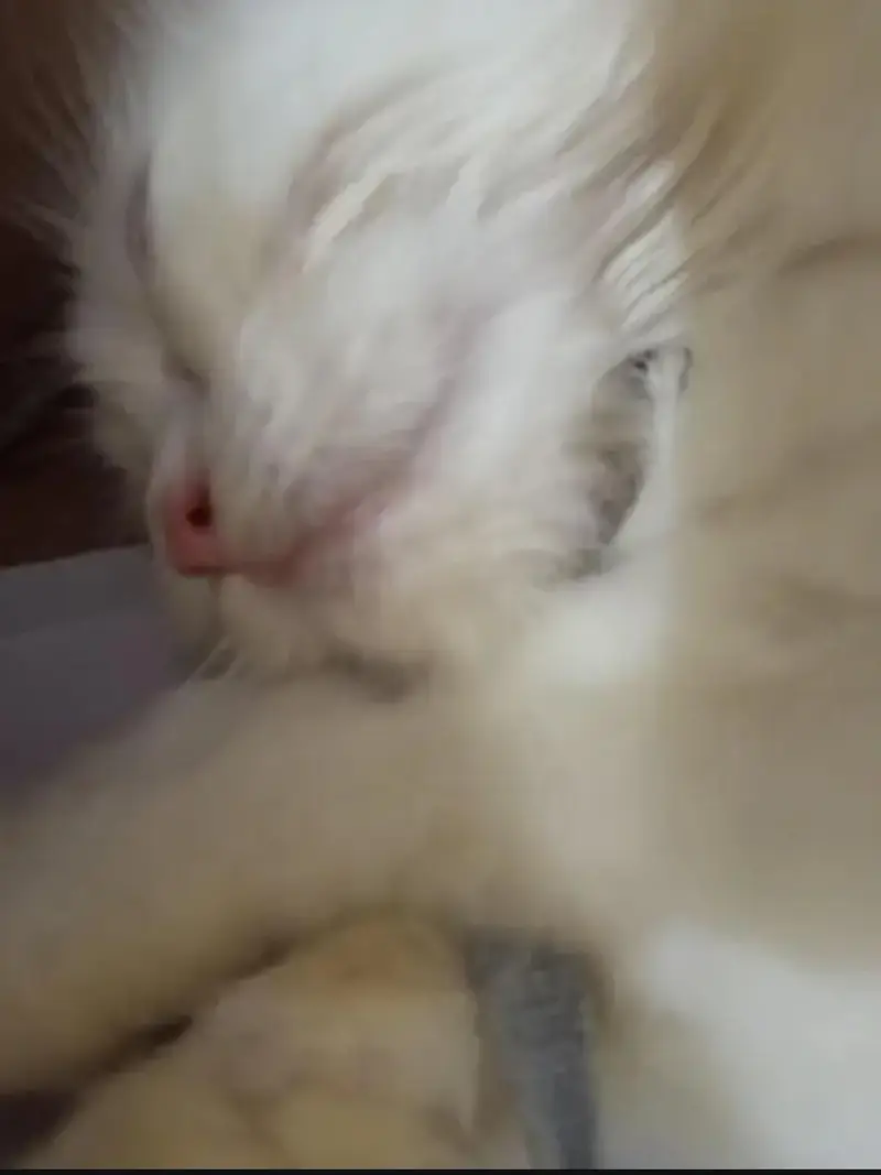 Persian Kitten with blue eyes for Sale — photo 3