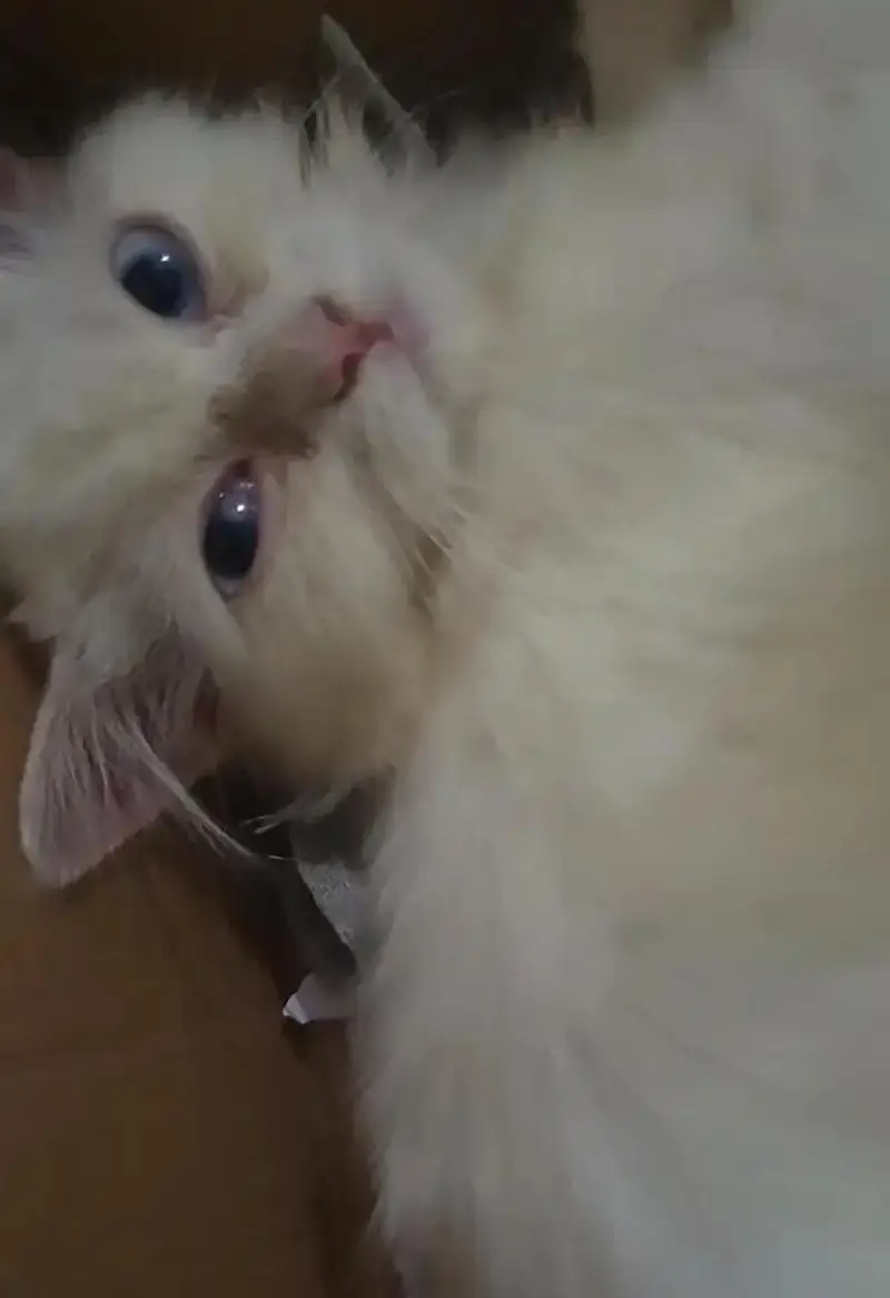 Persian Kitten with blue eyes for Sale — photo 4