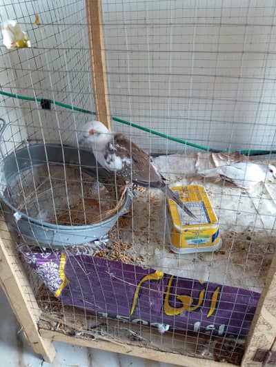 1 breeder diamond dove pair for sale