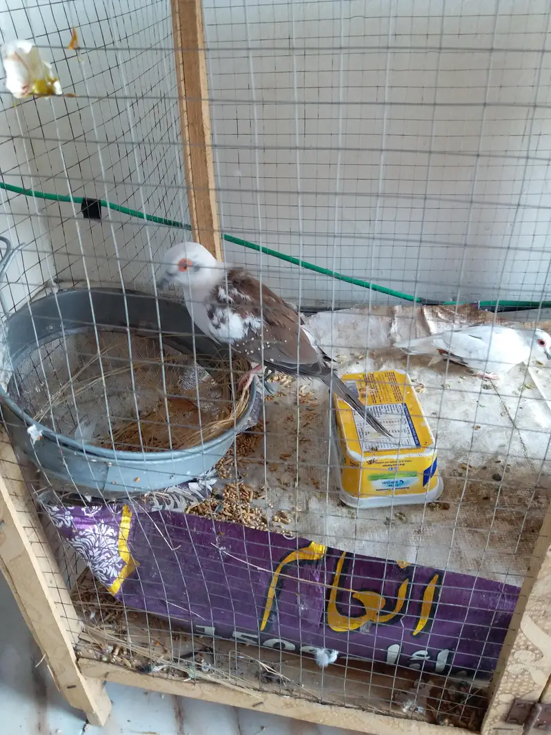 1 breeder diamond dove pair for sale