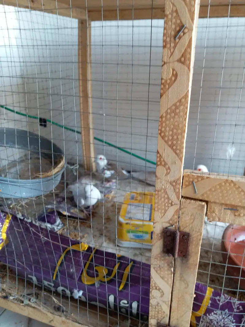 1 breeder diamond dove pair for sale — photo 2