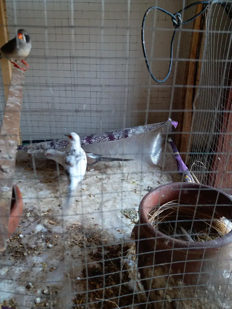 1 breeder diamond dove pair for sale — photo 3