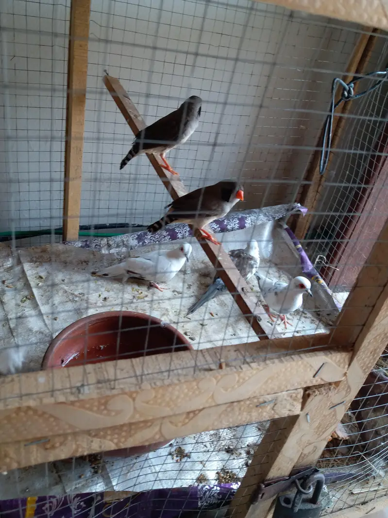 1 breeder diamond dove pair for sale — photo 4