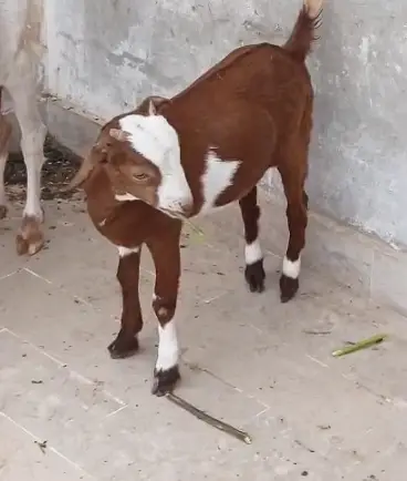 Good Quality Goat Lal Chambi Teddy Bakra Home Breed — photo 2