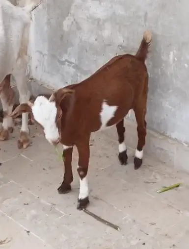 Good Quality Goat Lal Chambi Teddy Bakra Home Breed — photo 4