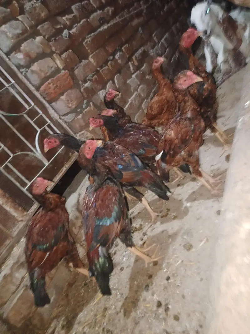 home breed 5o pathay pathian — photo 8