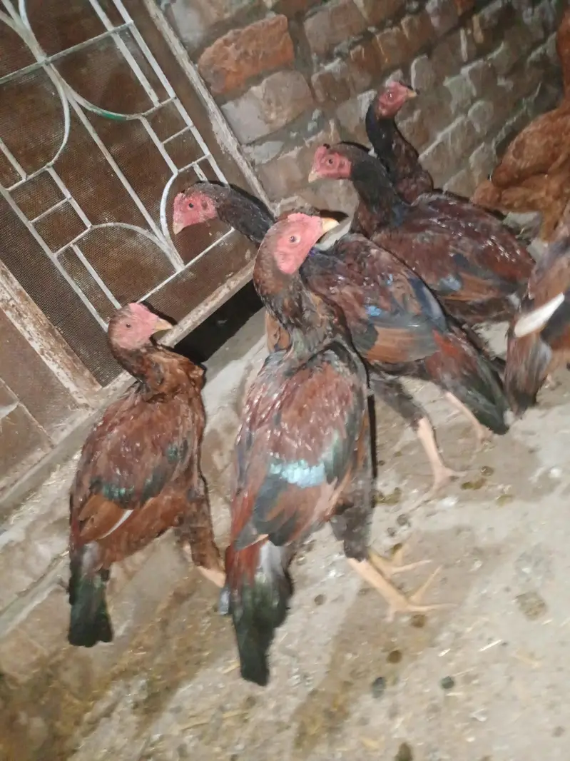 home breed 5o pathay pathian — photo 9