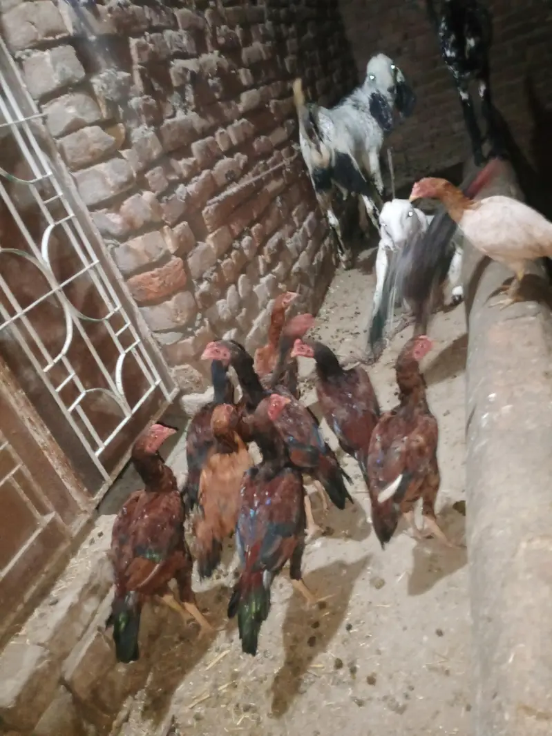 home breed 5o pathay pathian — photo 11