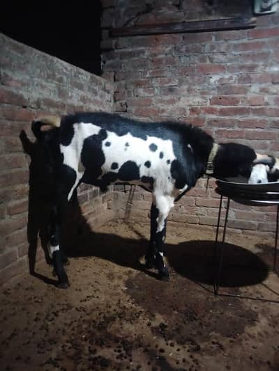 Bakra beetal cross