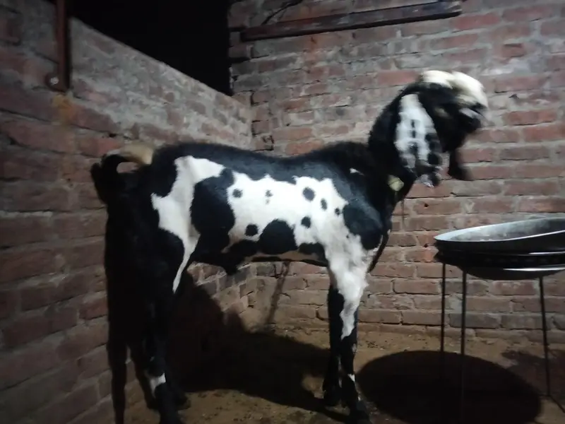 Bakra beetal cross — photo 2