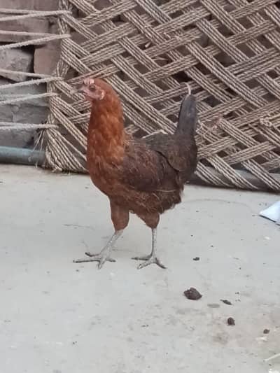 golden murgi
