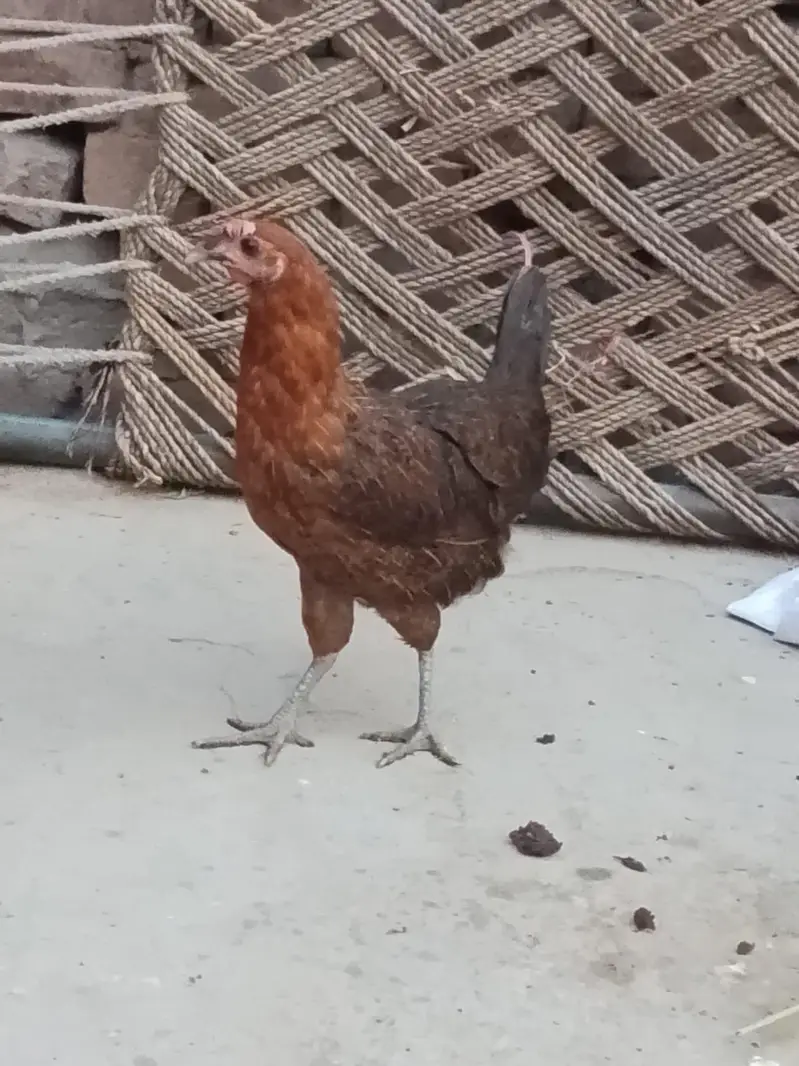 golden murgi — photo 2