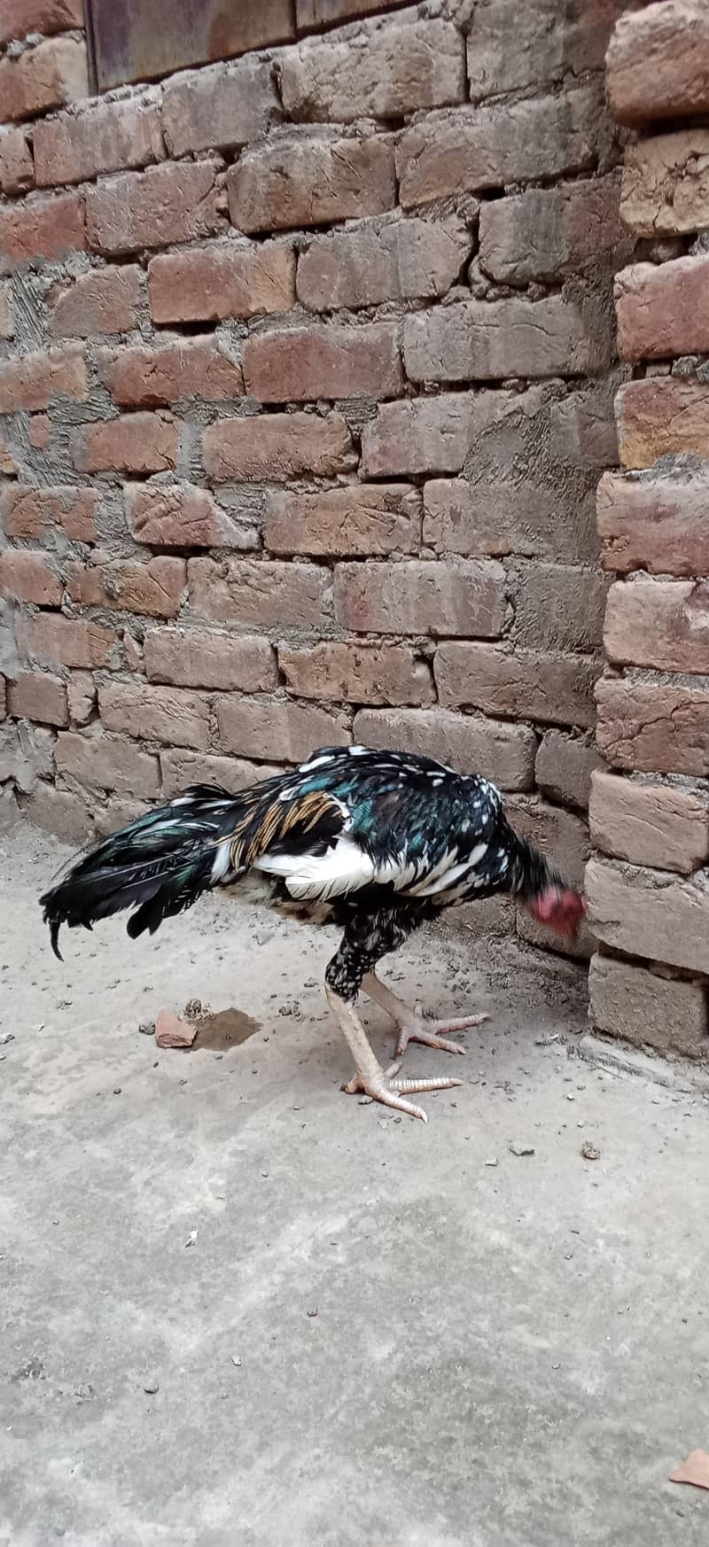 Aseel Patha 0