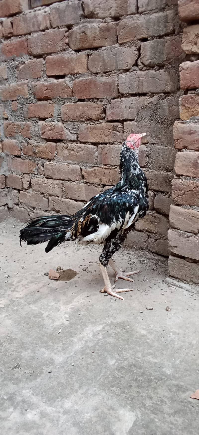 Aseel Patha 1