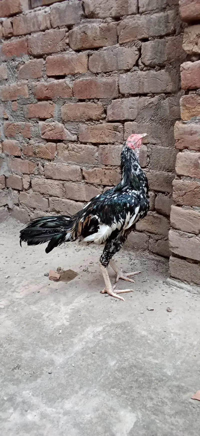 Aseel Patha — photo 2