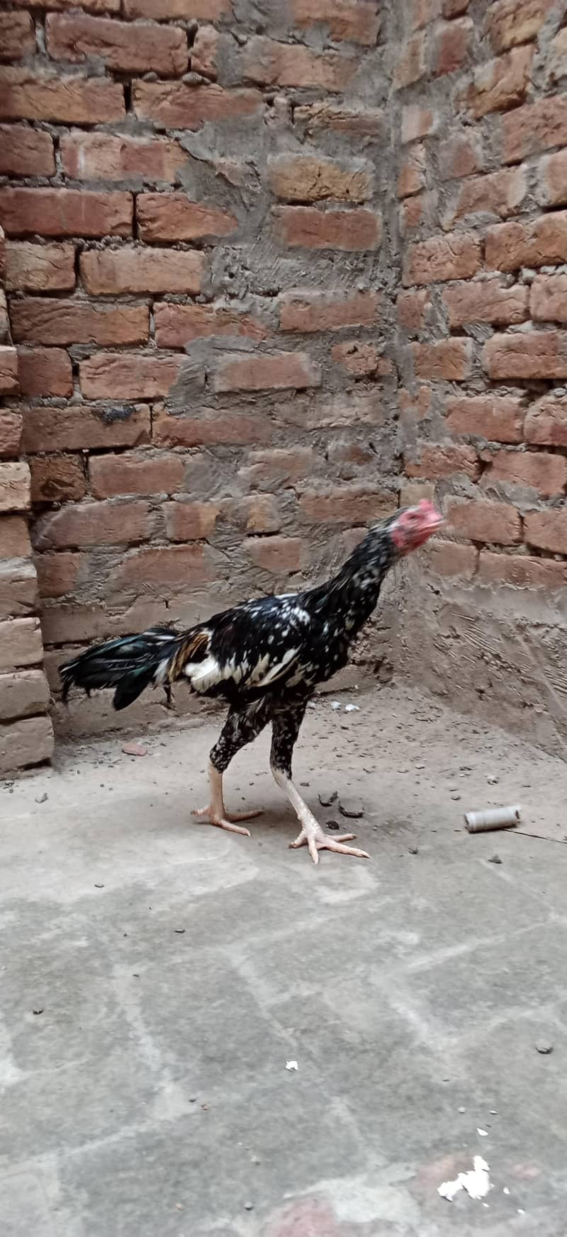 Aseel Patha 2