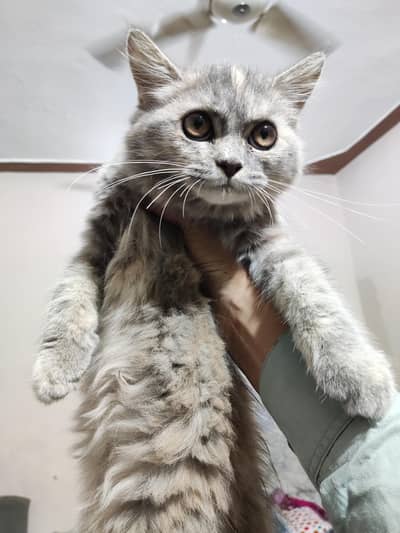 Persian cat for sale