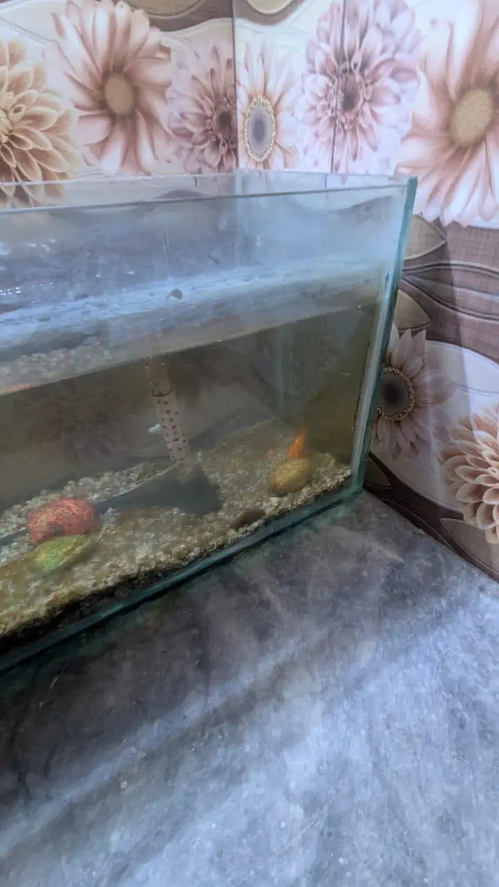 FISHES WITH AQUARIUM