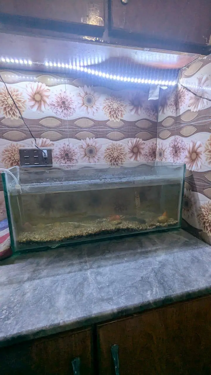 FISHES WITH AQUARIUM — photo 3