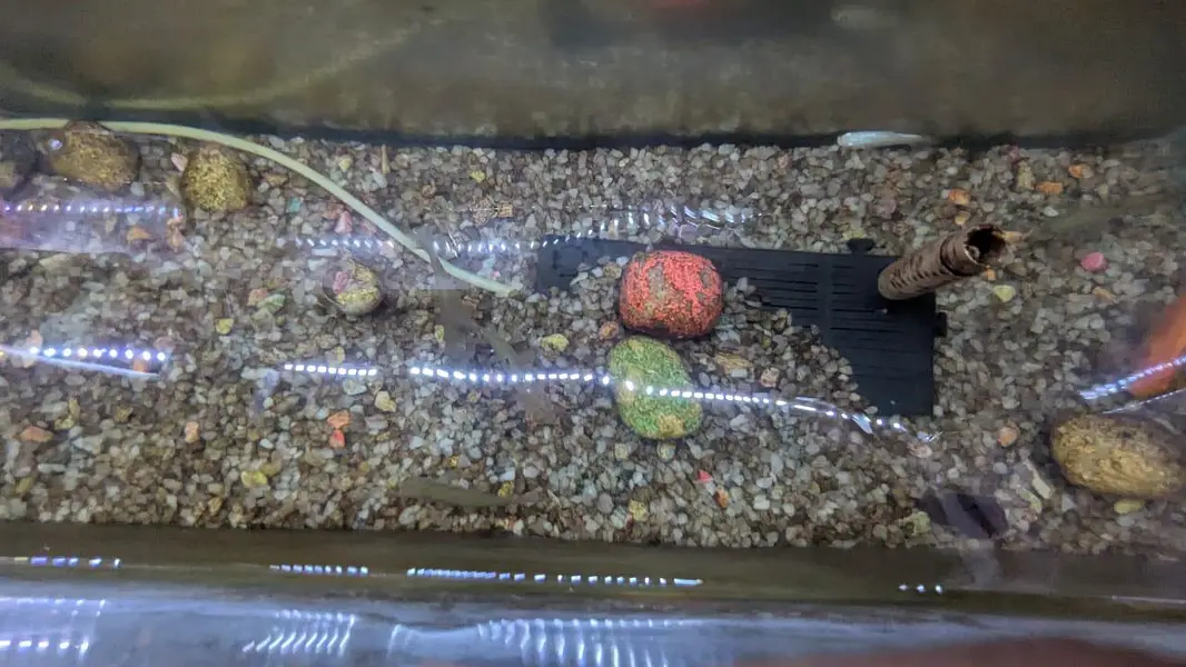 FISHES WITH AQUARIUM — photo 4