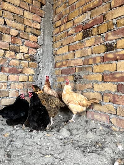 1 Bentham Mail with 2 females and 3 peur Desi hens total(6) egs laying