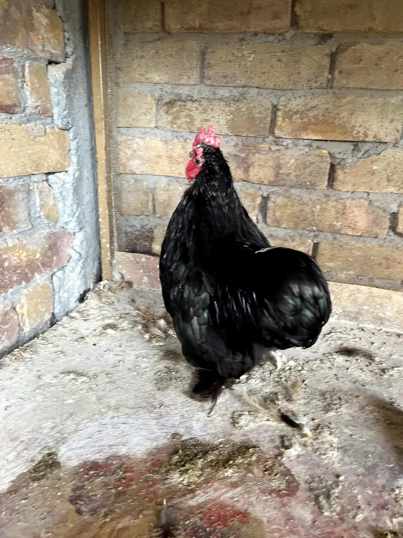 1 Bentham Mail with 2 females and 3 peur Desi hens total(6) egs laying — photo 2