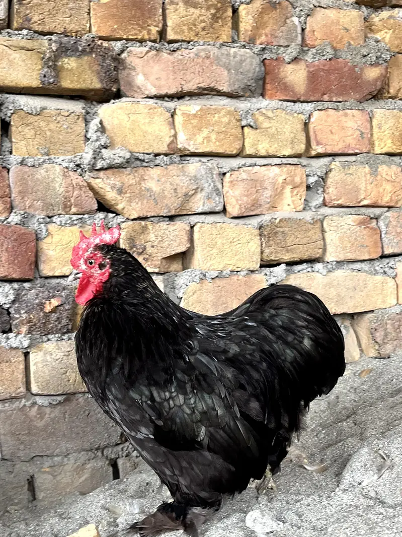 1 Bentham Mail with 2 females and 3 peur Desi hens total(6) egs laying — photo 3