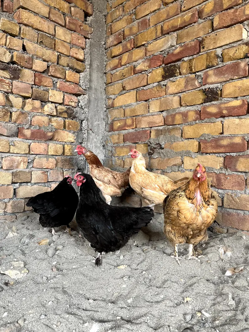 1 Bentham Mail with 2 females and 3 peur Desi hens total(6) egs laying — photo 4