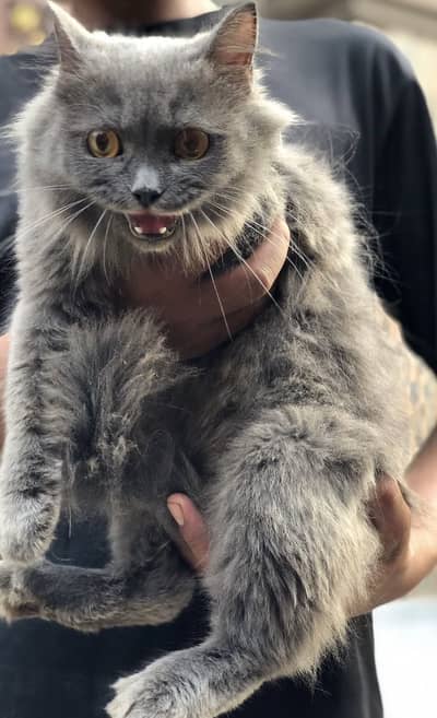 pesian cat