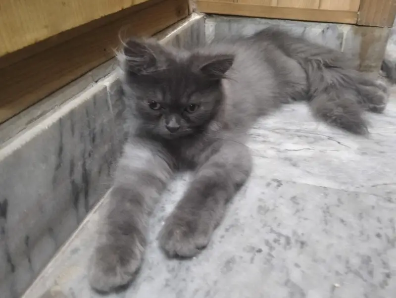 Russian Punch Face pair for sale — photo 11