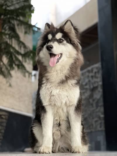 Husky for sale