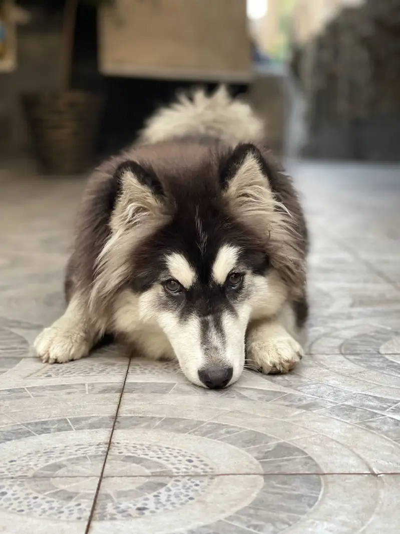 Husky for sale — photo 2