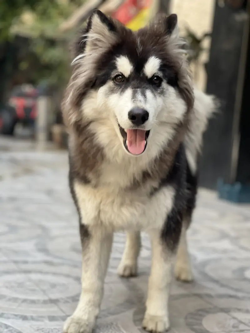 Husky for sale — photo 3