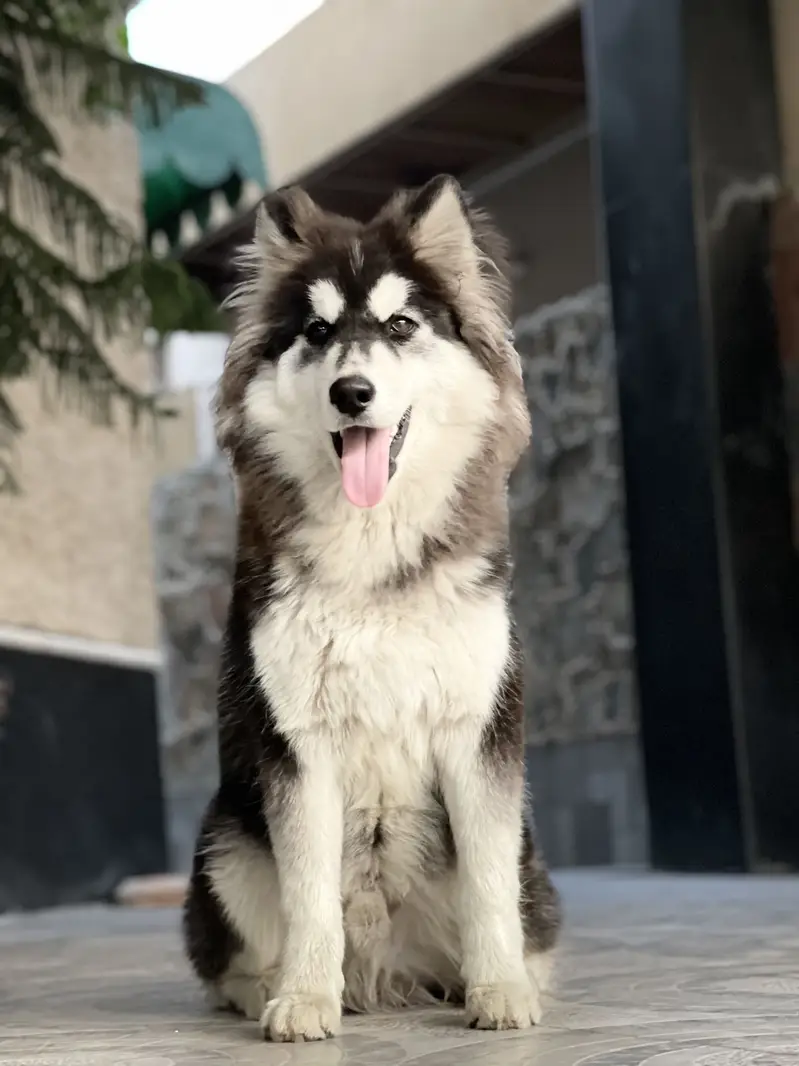 Husky for sale — photo 4