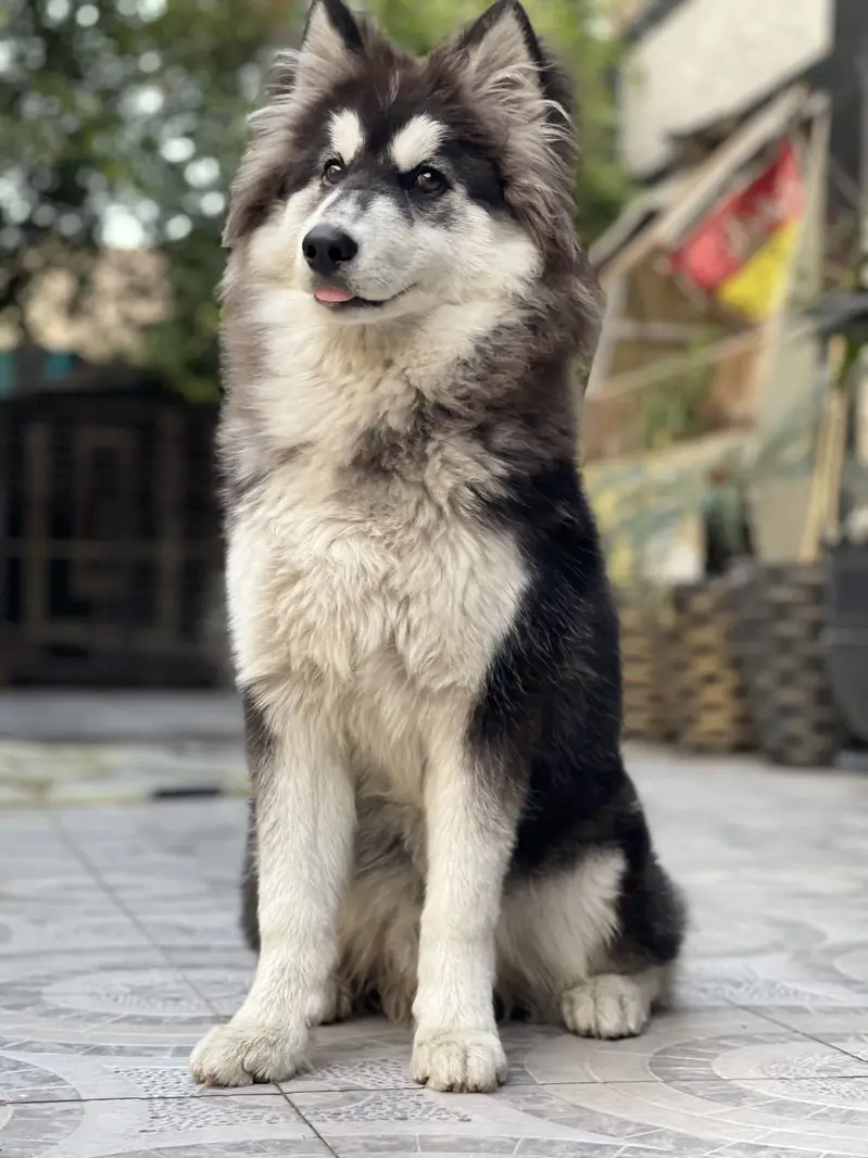 Husky for sale — photo 5