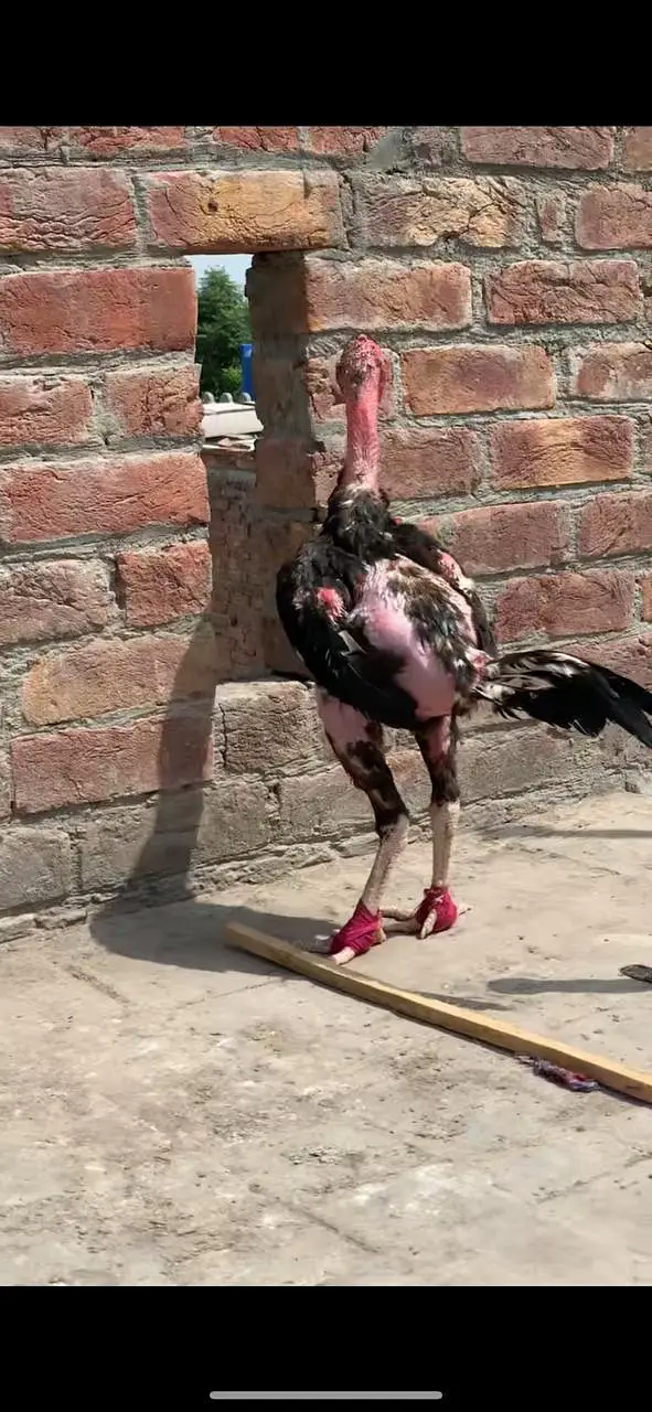 punus plus burmi valati bacha ha — photo 2