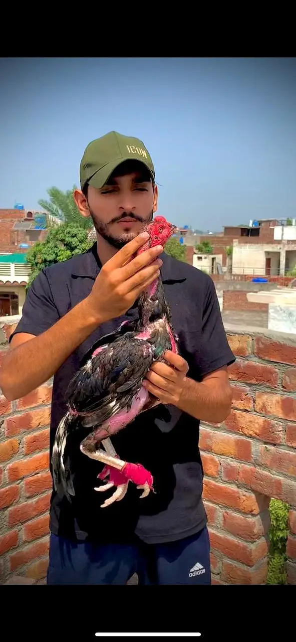 punus plus burmi valati bacha ha — photo 4