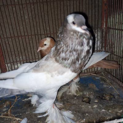 fancy pigeons for sale