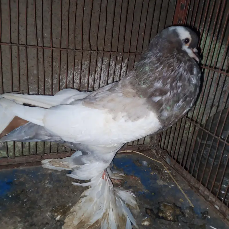 fancy pigeons for sale — photo 2