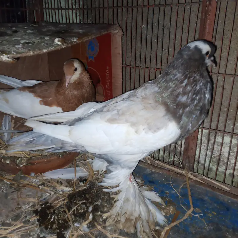 fancy pigeons for sale — photo 3