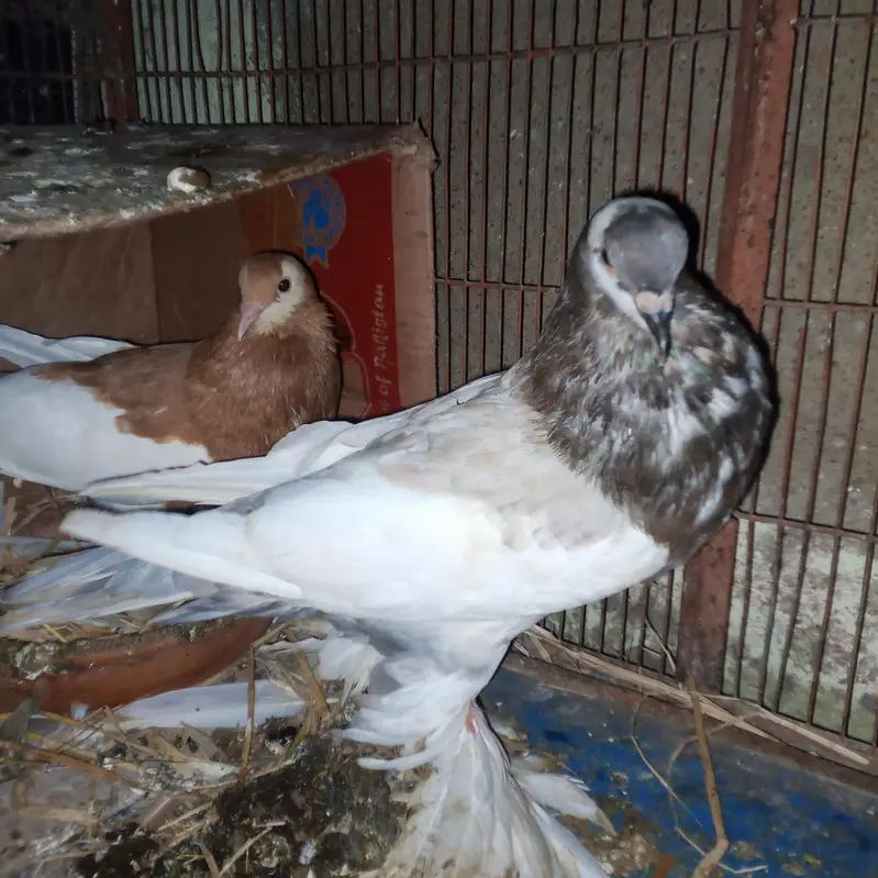 fancy pigeons for sale — photo 4