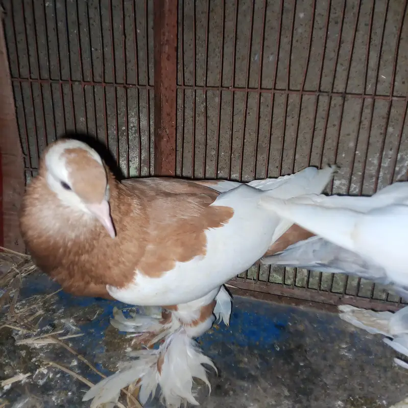 fancy pigeons for sale — photo 5