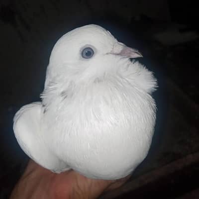 pigeons for sale