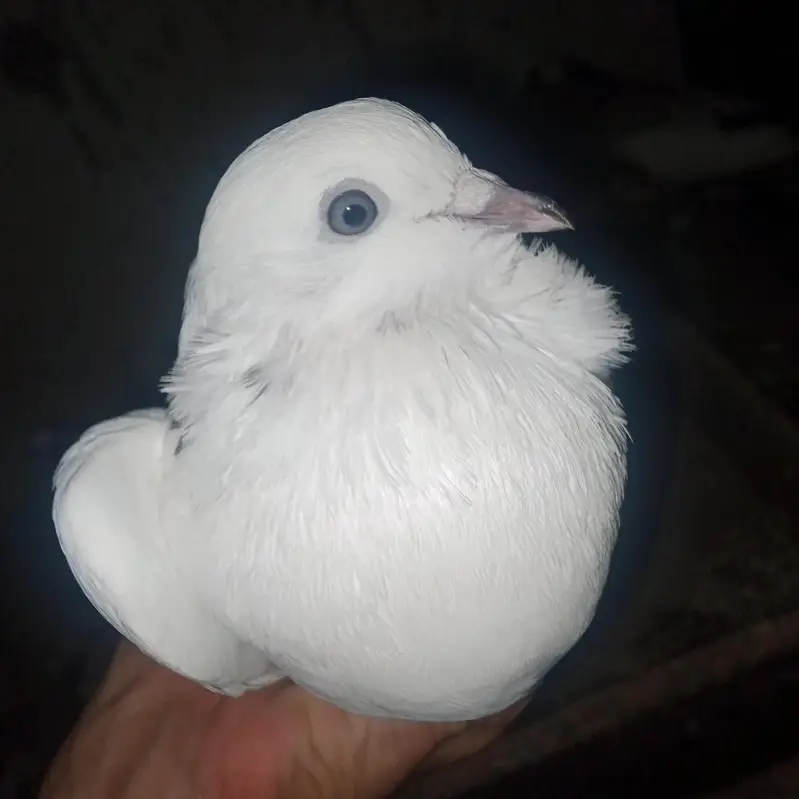 fancy pigeons for sale — photo 7