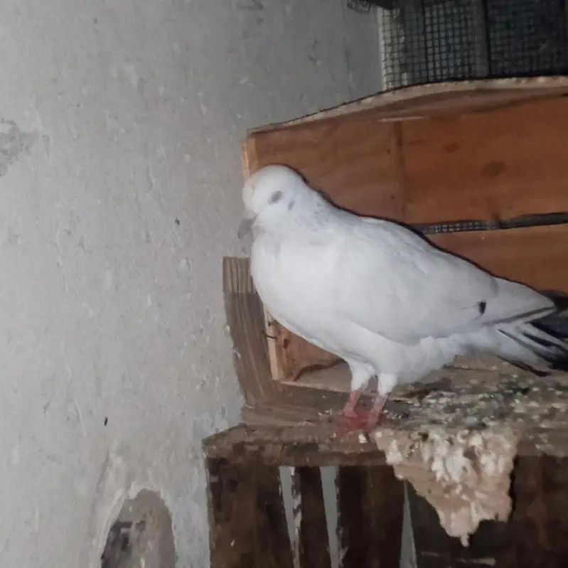 fancy pigeons for sale — photo 8