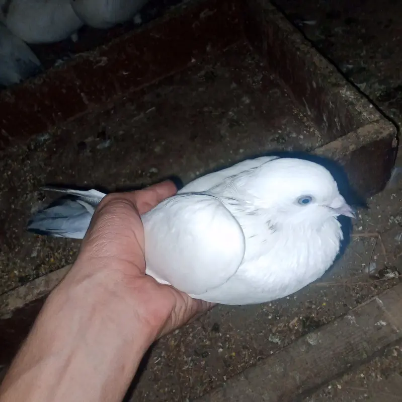 fancy pigeons for sale — photo 9