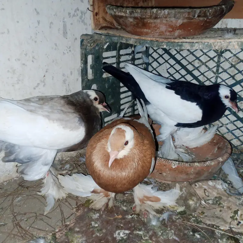 fancy pigeons for sale — photo 12