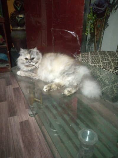 Double coated cat female