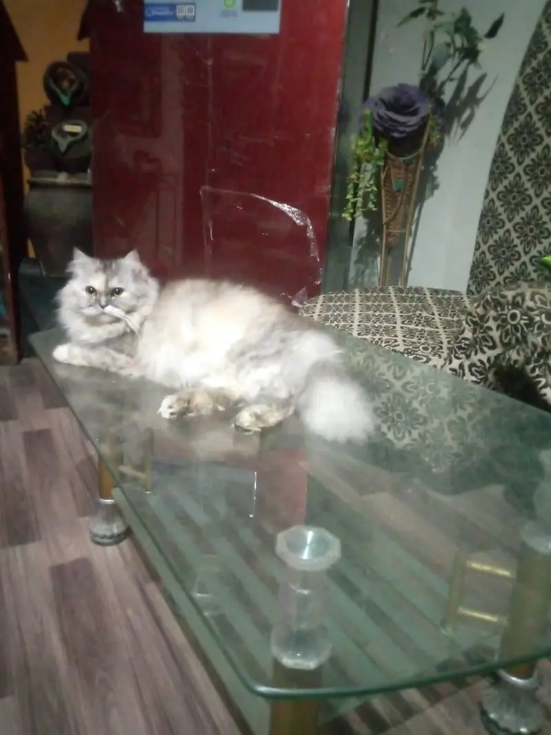 Double coated cat female — photo 2