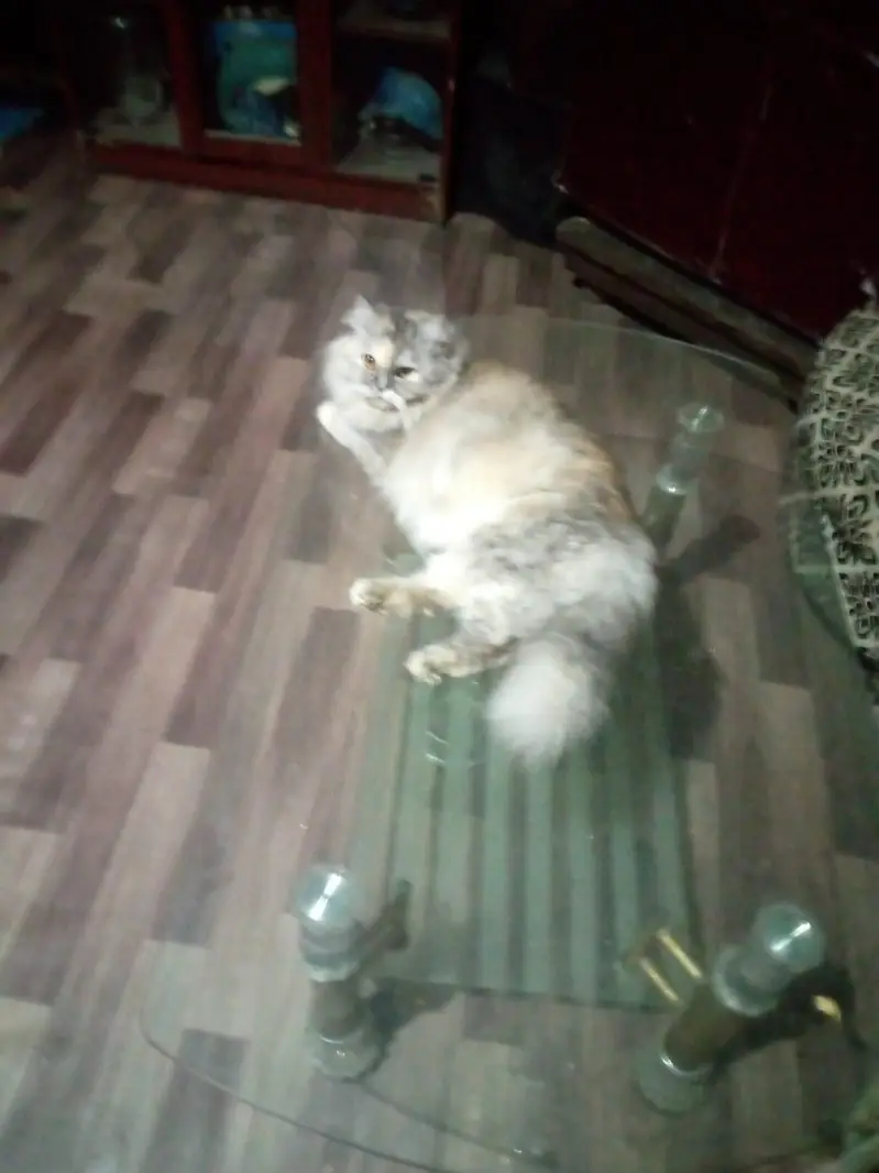 Double coated cat female — photo 3